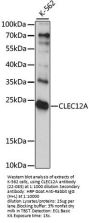 CLEC12A Antibody