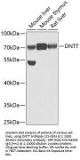 DNTT Antibody