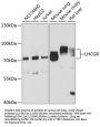 LHCGR Antibody