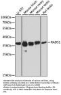 RAD51 Antibody