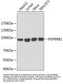HSP90B1 Antibody