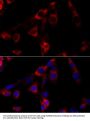 HSP90B1 Antibody