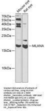 MLANA Antibody