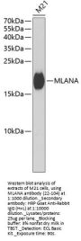 MLANA Antibody