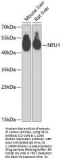 NEU1 Antibody