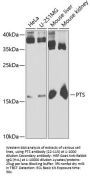 PTS Antibody