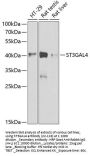 ST3GAL4 Antibody
