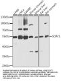 SOAT1 Antibody