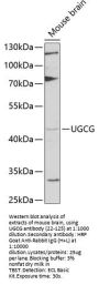 UGCG Antibody