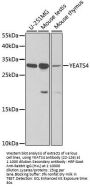 YEATS4 Antibody