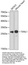 TXNL1 Antibody