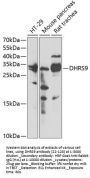 DHRS9 Antibody