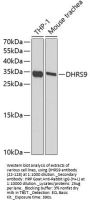 DHRS9 Antibody