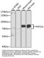 PHF21A Antibody
