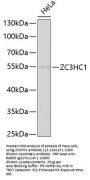 ZC3HC1 Antibody