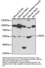 PDP1 Antibody
