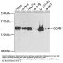 CCAR1 Antibody