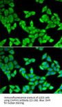 CIAPIN1 Antibody
