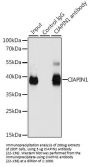 CIAPIN1 Antibody