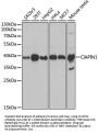 CIAPIN1 Antibody