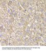 CIAPIN1 Antibody
