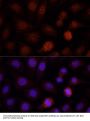 PCGF1 Antibody