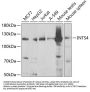 INTS4 Antibody