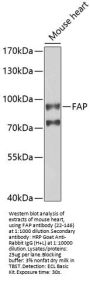 FAP Antibody