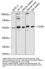 C3AR1 Antibody
