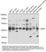 DHPS Antibody