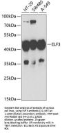 ELF3 Antibody