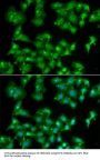 ELF3 Antibody