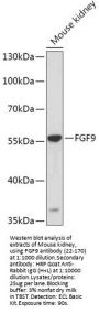FGF9 Antibody