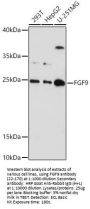 FGF9 Antibody