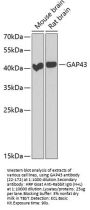 GAP43 Antibody