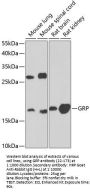 GRP Antibody
