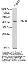LIMS1 Antibody