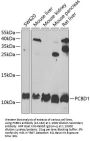 PCBD1 Antibody