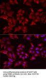 PCBD1 Antibody