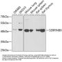 SERPINB9 Antibody
