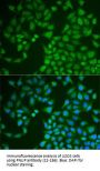 PNLIP Antibody
