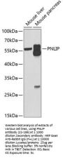 PNLIP Antibody