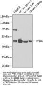 PPOX Antibody