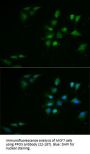 PPOX Antibody