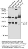 KLK10 Antibody