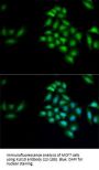 KLK10 Antibody