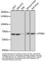 PTPRN Antibody