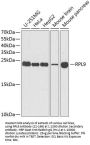 RPL9 Antibody