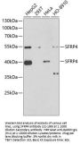 SFRP4 Antibody