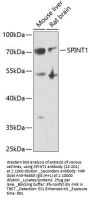 SPINT1 Antibody